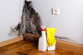 Best Mold Damage Restoration  in Magnolia, TX